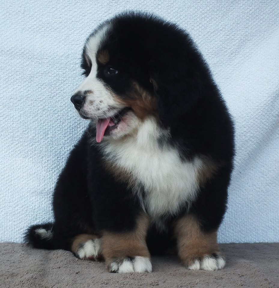 Berni pásztorkutya - Berner Sennenhund Bencési-Berni Éber kennel Berni pásztorkutya - Berner Sennenhund Bencési-Berni Éber kennel