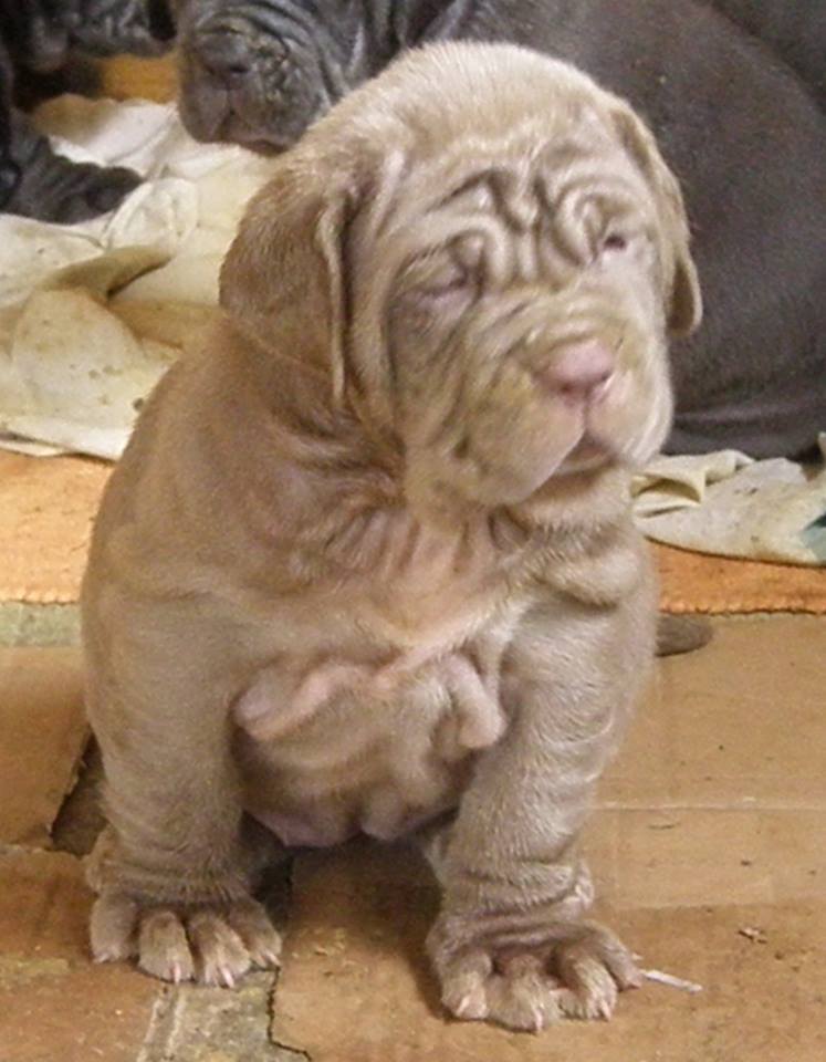 Mastino Napoletano Mastino Napoletano