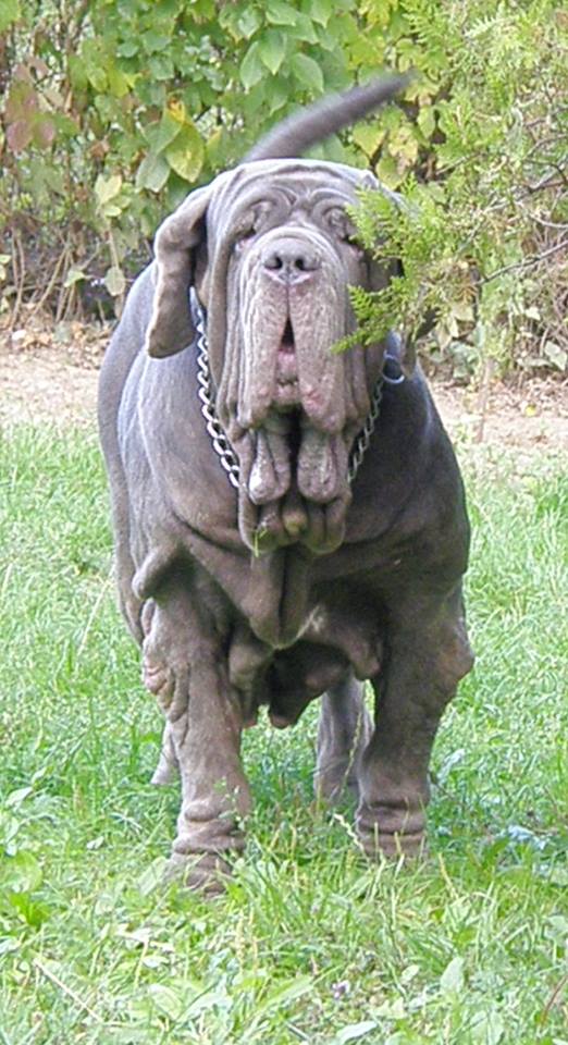 Mastino Napoletano Mastino Napoletano