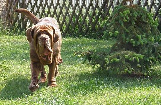 Mastino Napoletano Mastino Napoletano