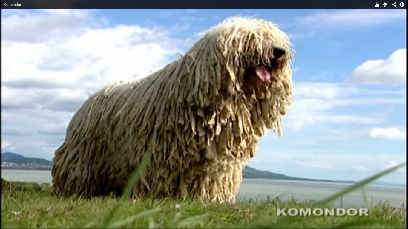 komondor komondor