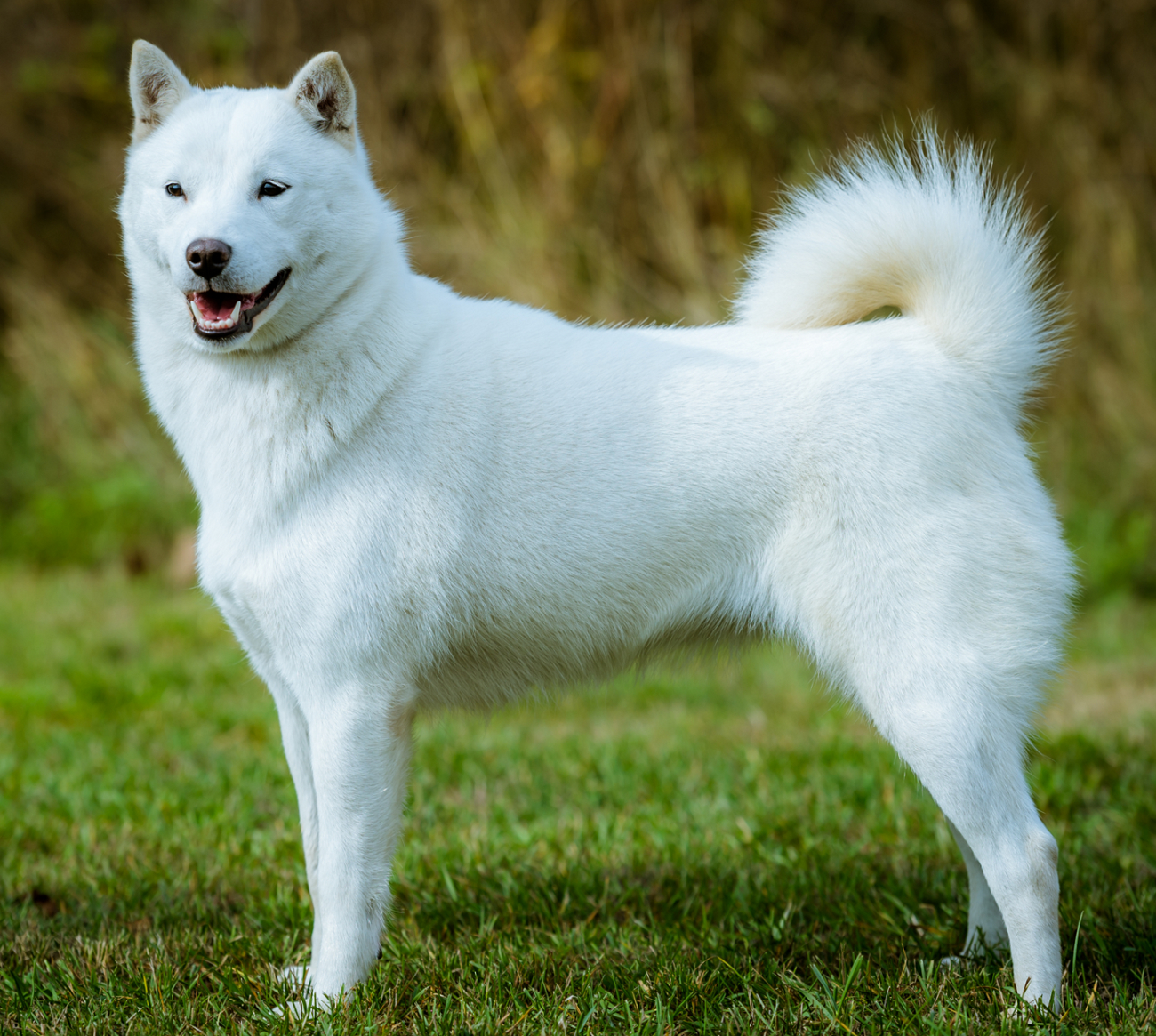 seta-nice-new.jpg hokkaido