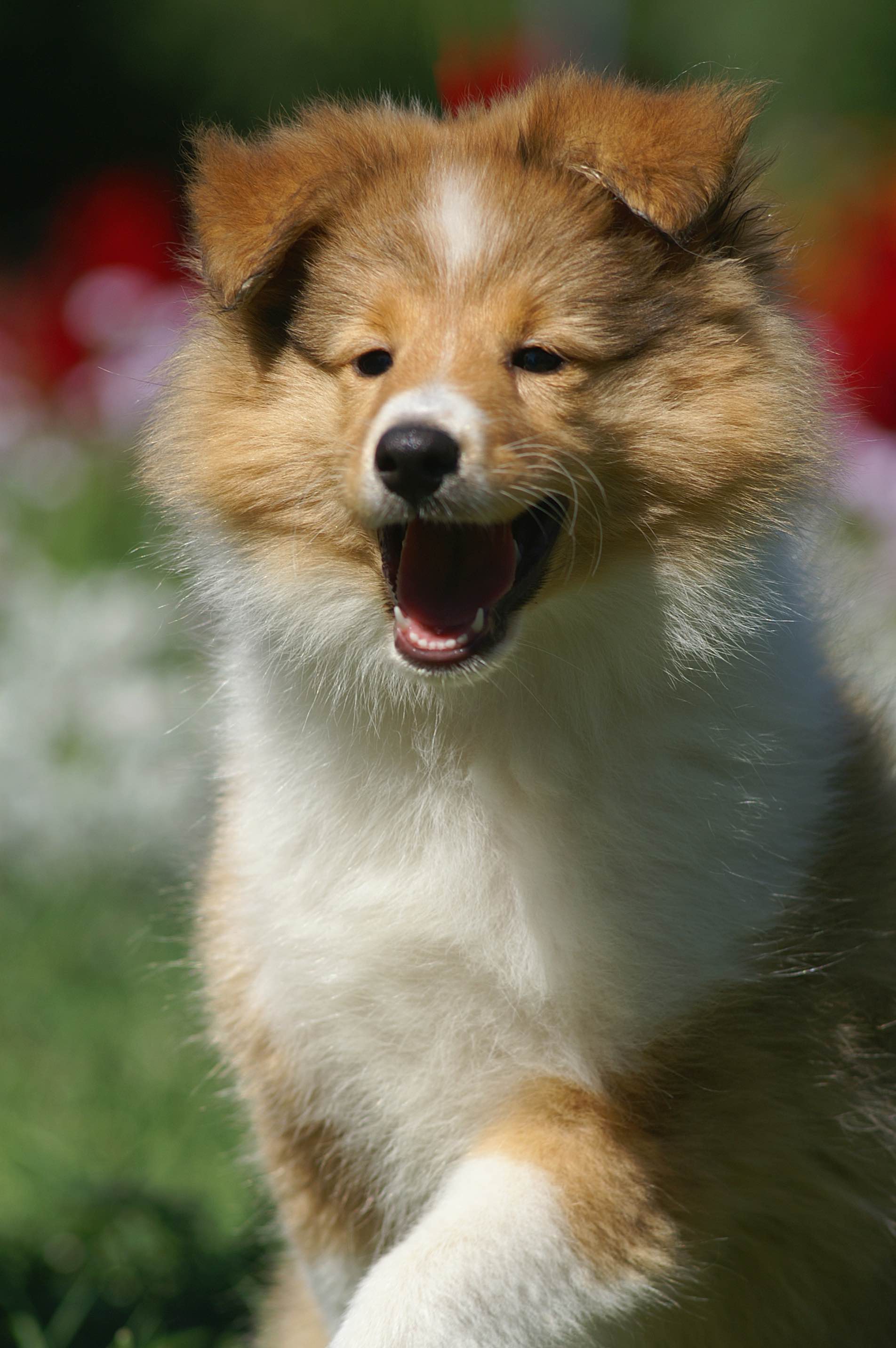 sheltie