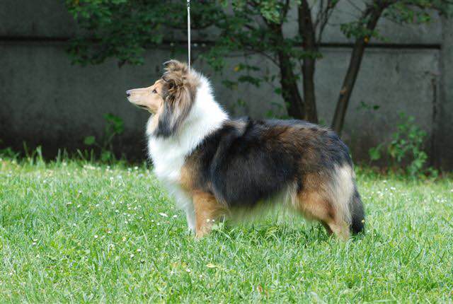 sheltie