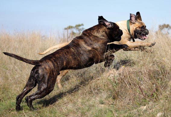 dogs-15-April-20120.jpg dogs-15-April-20120.jpg