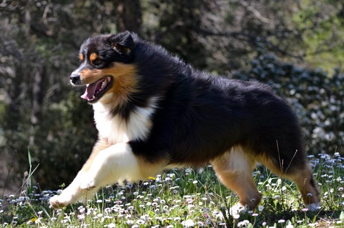 aussie3.jpg aussie3.jpg