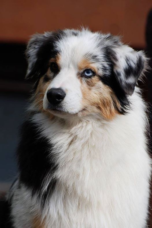 aussie5.jpg aussie5.jpg