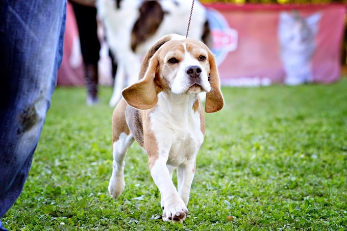 Beagle