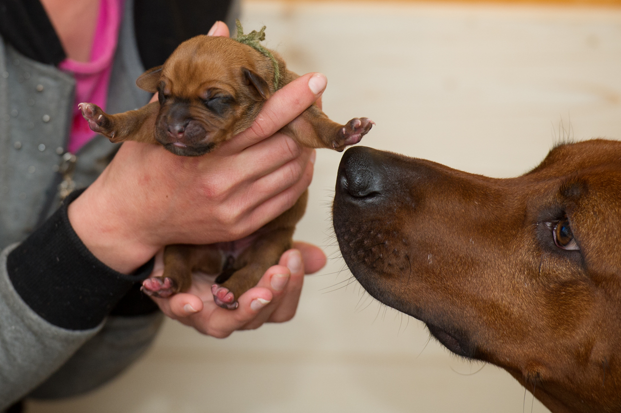 rhodesianridgeback
