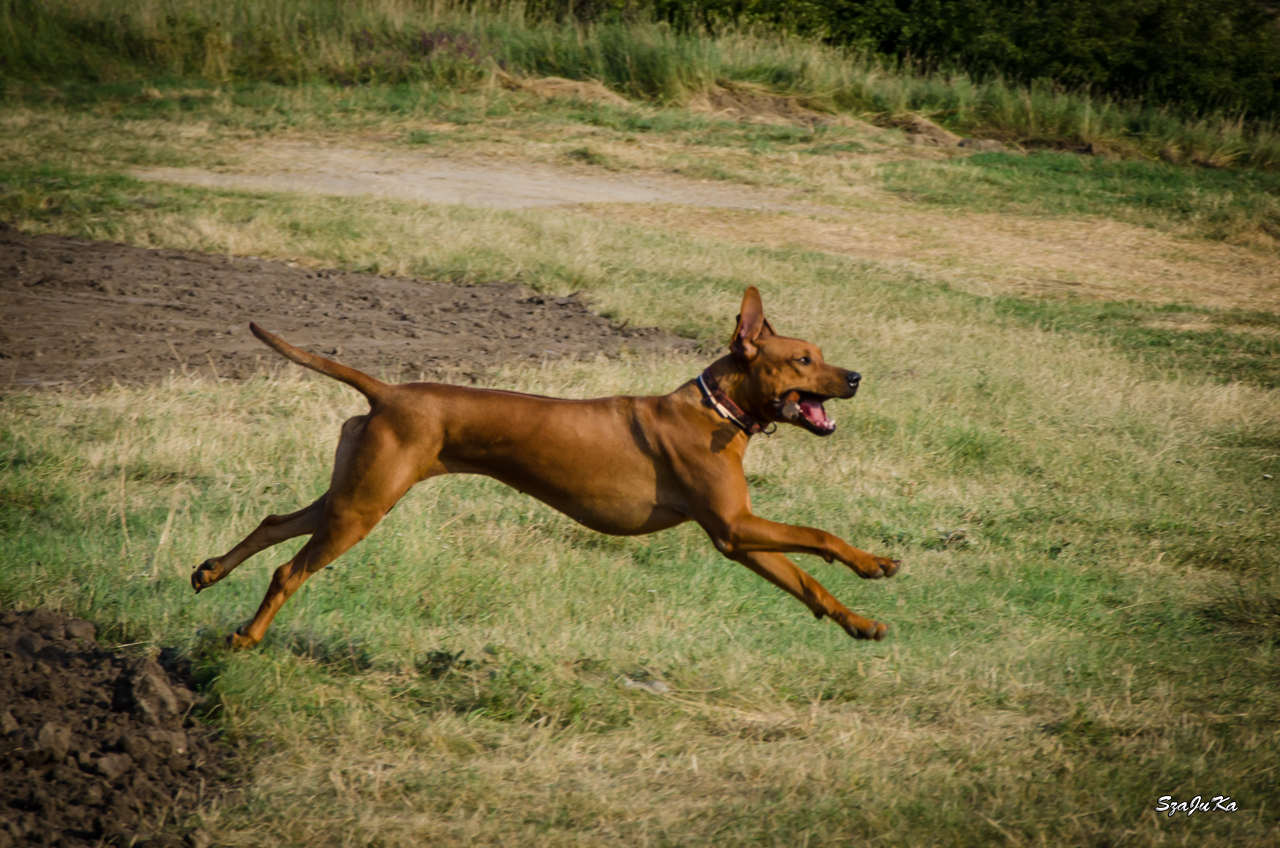 rhodesianridgeback