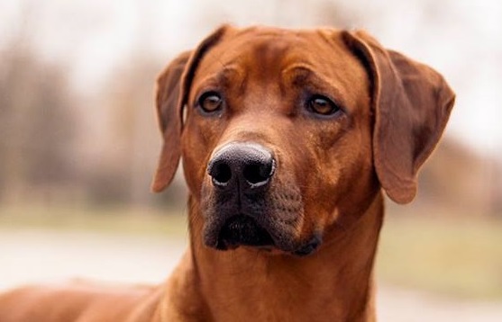 rhodesianridgeback