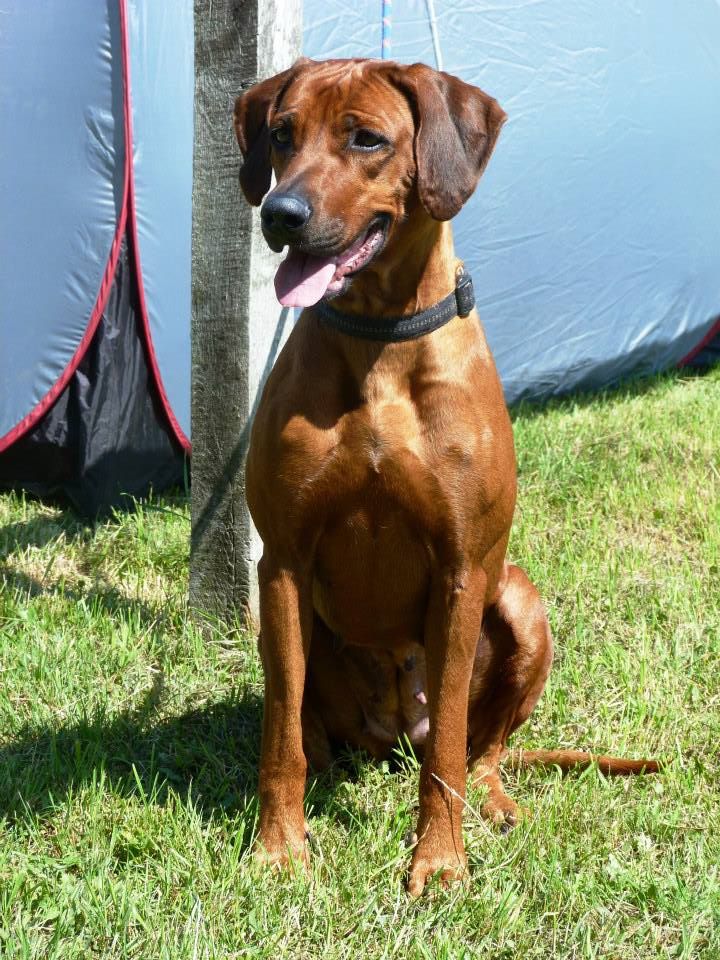 rhodesianridgeback