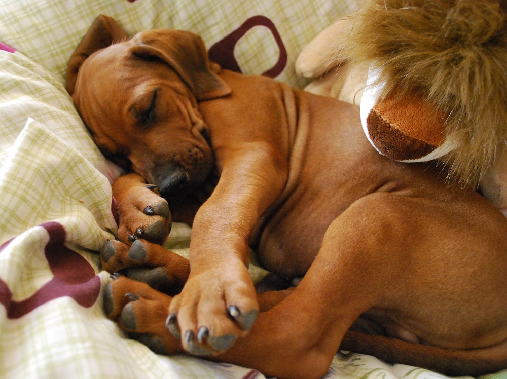 rhodesianridgeback
