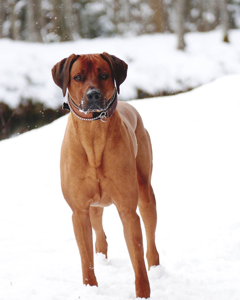 rhodesianridgeback