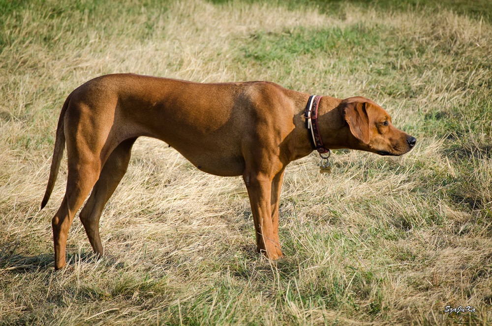 rhodesianridgeback