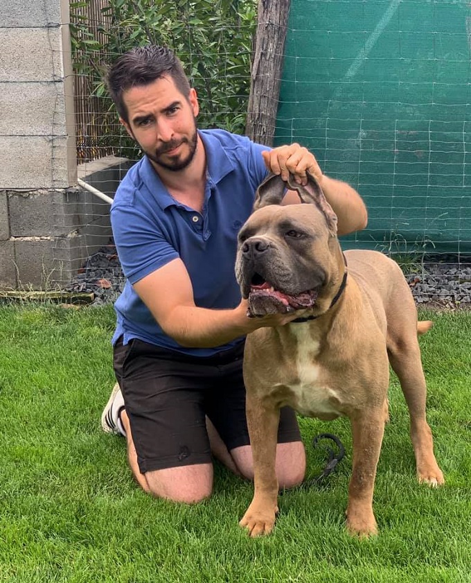 Prometeo della Valle dei Lord (tulajdonos: Szűcs Szilárd) – „A vadászatra használt Cane Corsok általában csíkosak vagy fekete maszkos fawn színűek voltak, amely megkönnyítette a meridone (Dél-Olaszország) növényzetében való rejtőzködést.” Prometeo della Valle dei Lord (tulajdonos: Szűcs Szilárd) – „A vadászatra használt Cane Corsok általában csíkosak vagy fekete maszkos fawn színűek voltak, amely megkönnyítette a meridone (Dél-Olaszország) növényzetében való rejtőzködést.”
