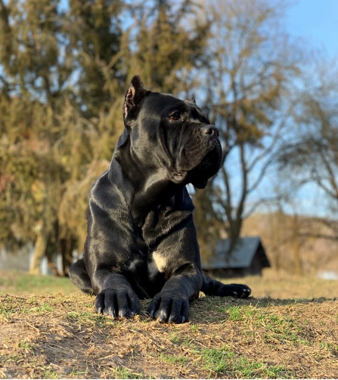 Antiqua Fortis Europa - A Cane Corso mindig éber és megvesztegethetetlen Antiqua Fortis Europa - A Cane Corso mindig éber és megvesztegethetetlen