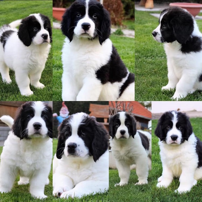 Baileys unok&aacute;i Ausztri&aacute;ban a Landseer von Blue-Danube-Island kennelben: