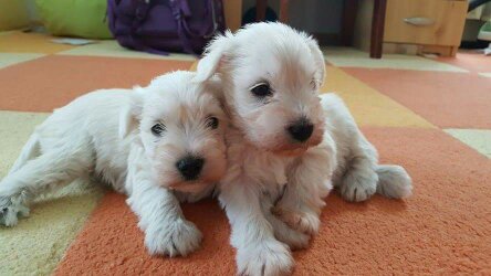 White-Gold Madonna Schnauzer Kennel White-Gold Madonna Schnauzer Kennel