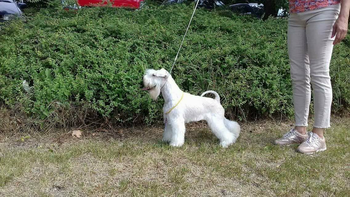 White-Gold Madonna Schnauzer Kennel White-Gold Madonna Schnauzer Kennel