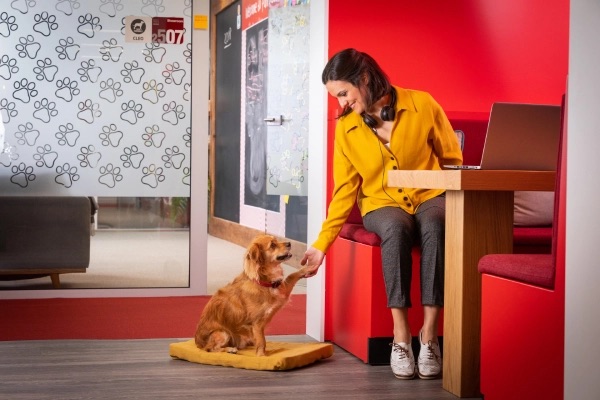 Milyen a valóban kutya és gazdibarát munkahely?