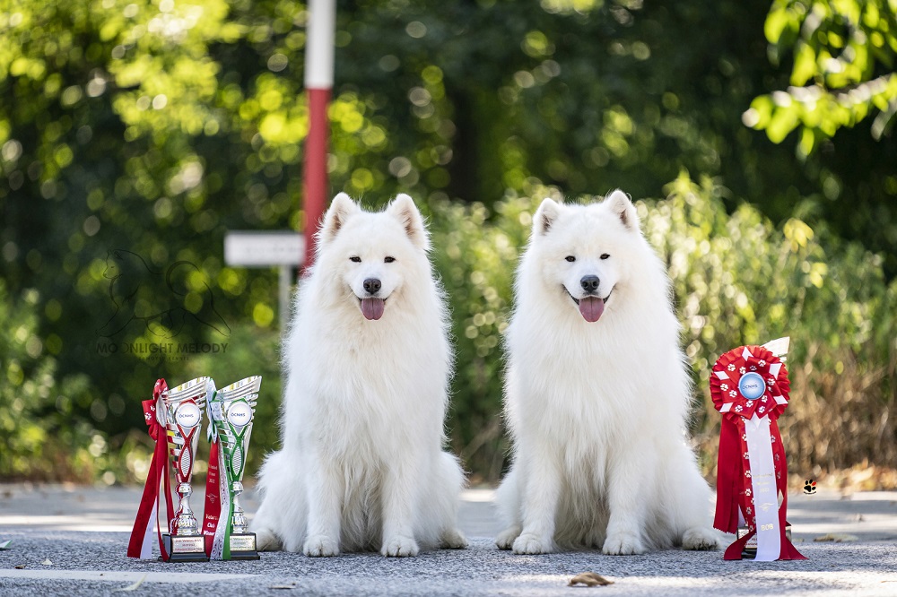 Moonlight Melody Samoyed Kennel