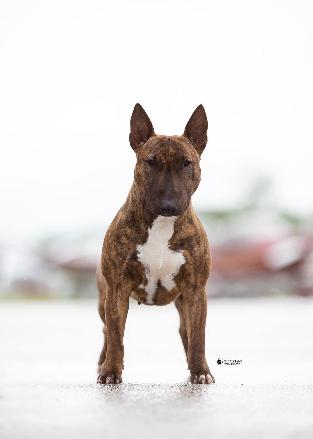Bulltiful kennel