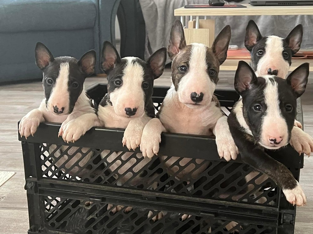 Bulltiful kennel