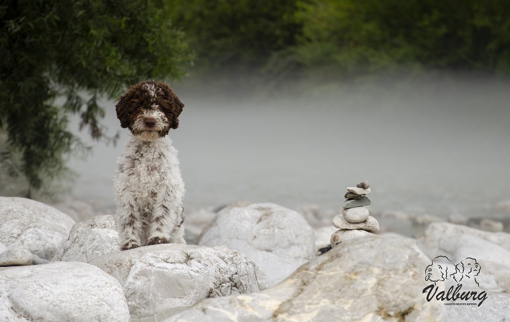 Lagotto