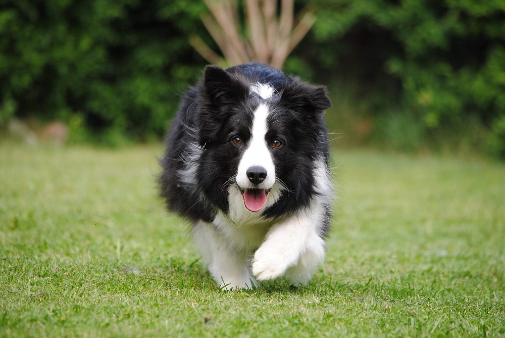 Border Collie