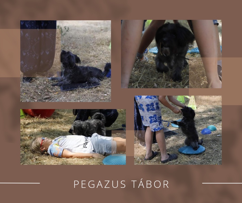 Állatasszisztált Terápia