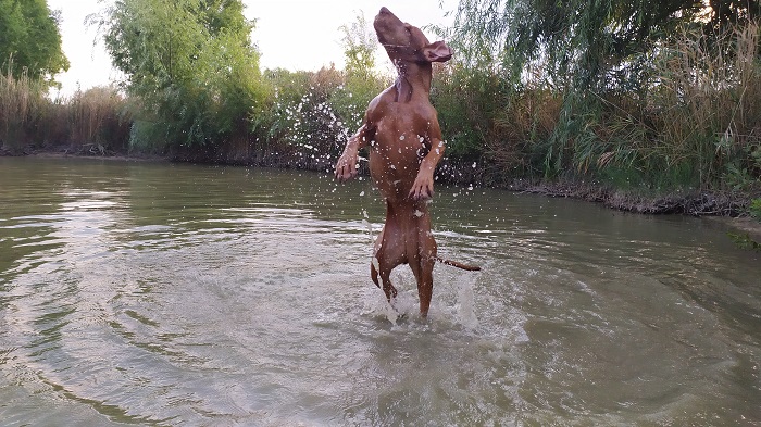 Vizsla-Tó kutyapancsoló