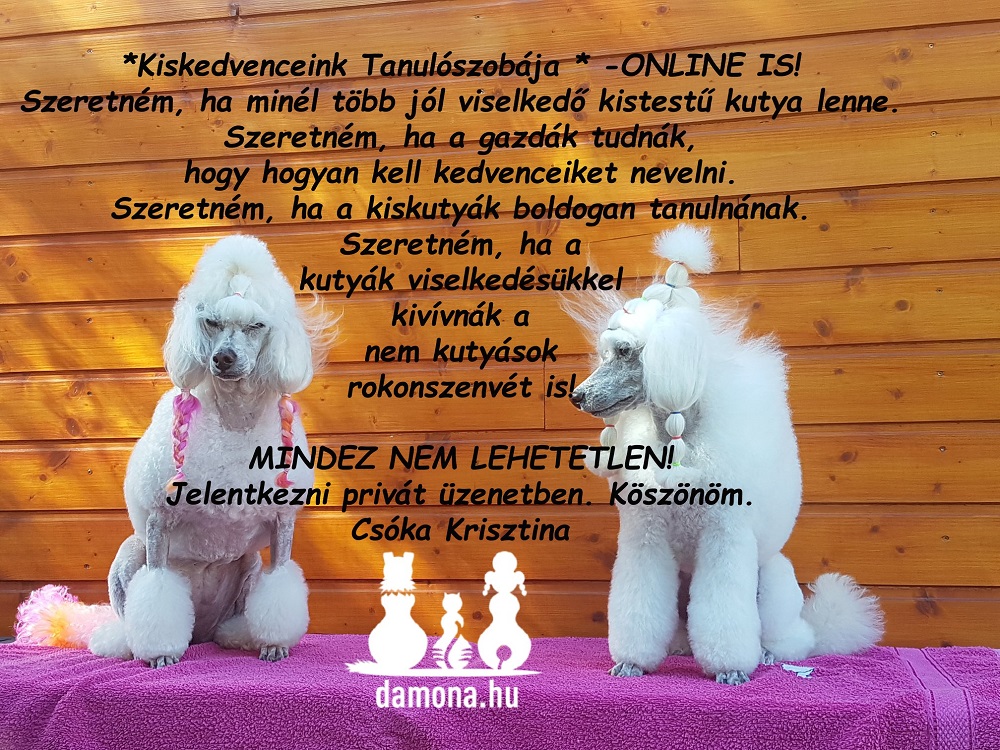 Kiskedvenceink Tanulószobája