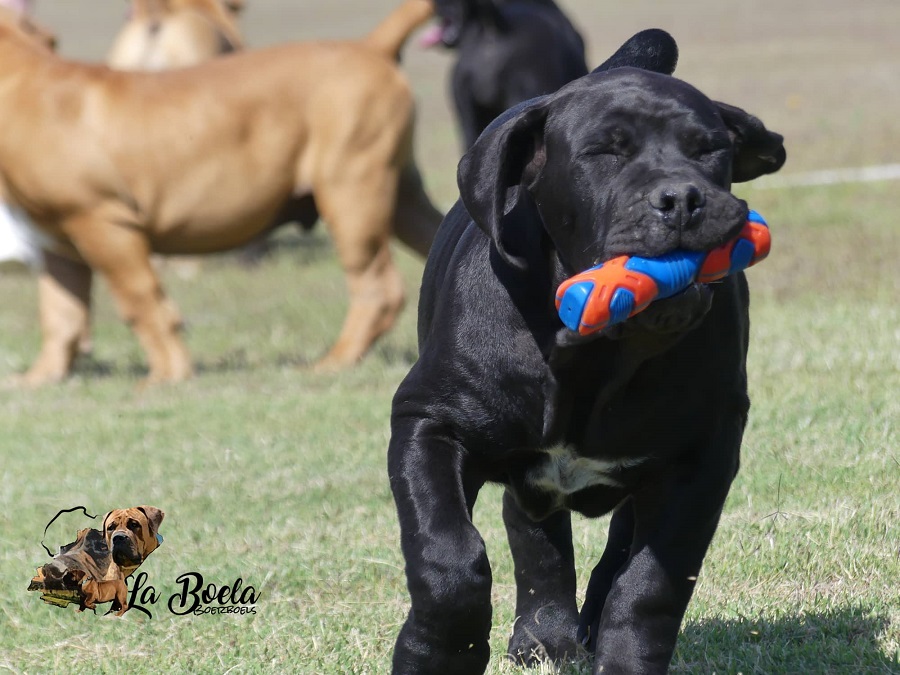 BOERBOEL