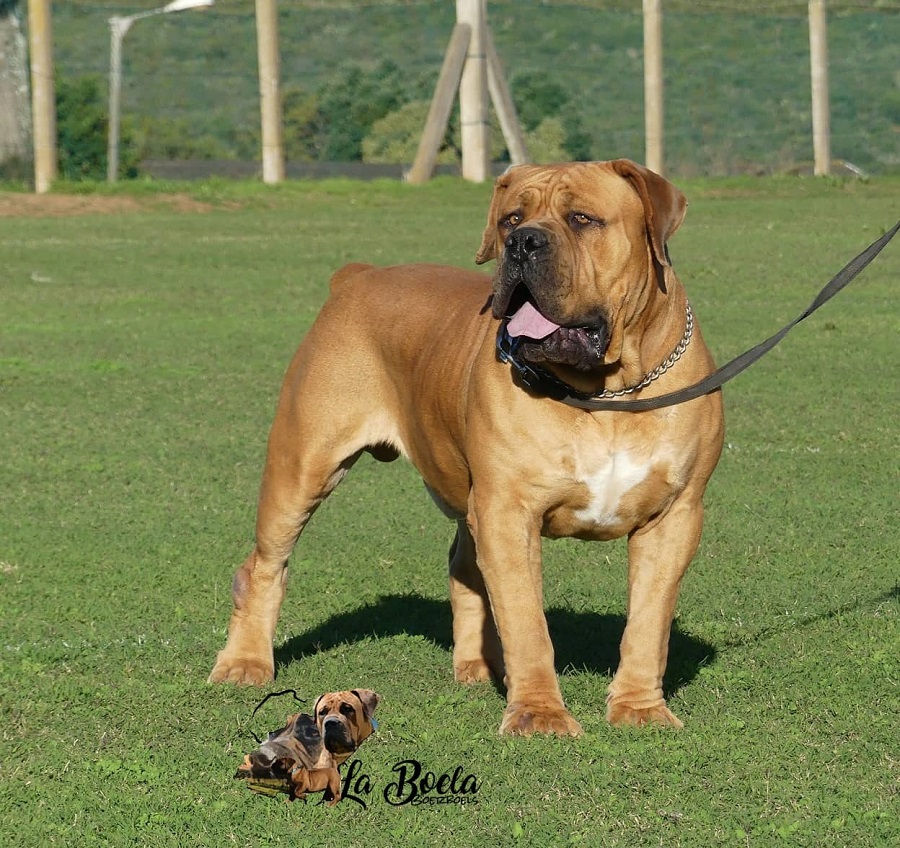 SAMSON BOERBOELS KENNEL