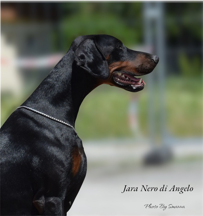 Nero di Angelo