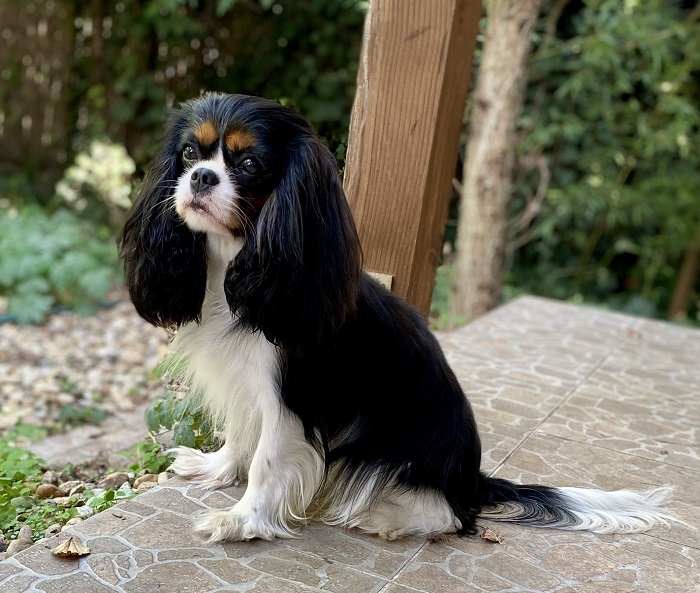 Cavalier King Charles spániel