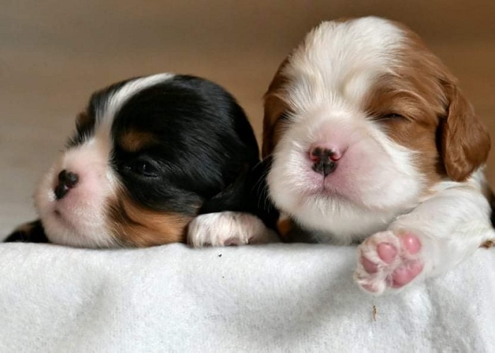 Cavalier King Charles spániel