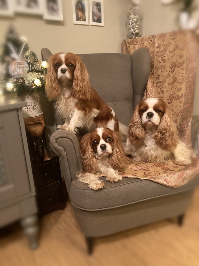 Cavalier King Charles spániel