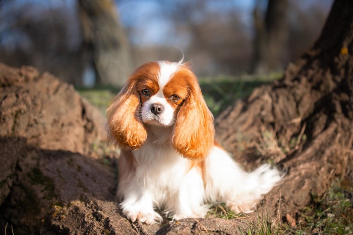 Cavalier King Charles spániel