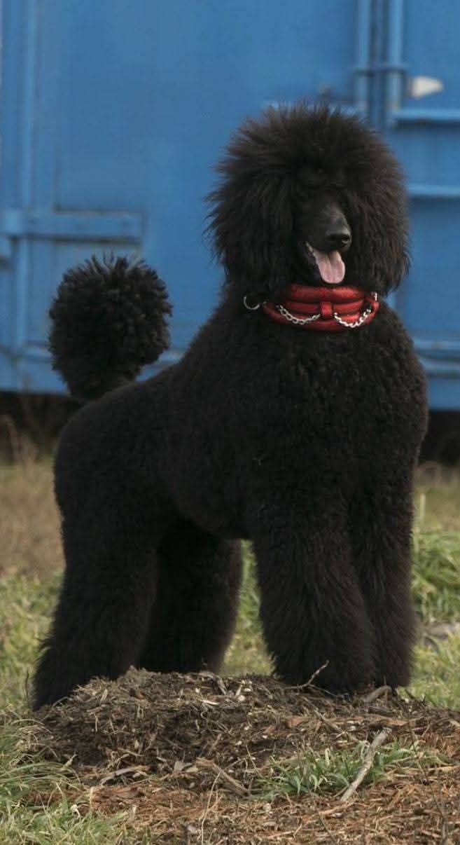 Kamillakerti Kennel